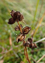 Thumbnail for File:Scheuchzeria palustris kz03.jpg