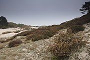 Nederlands: Schoorlse Duinen English: Schoorlse duins