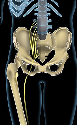 Sciatic nerve2.jpg