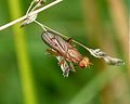Sciomyzidae. Tetanocera sp possibly T. elata - Flickr - gailhampshire.jpg