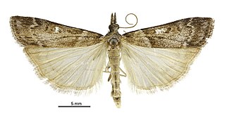 <i>Scoparia declivis</i> Species of moth