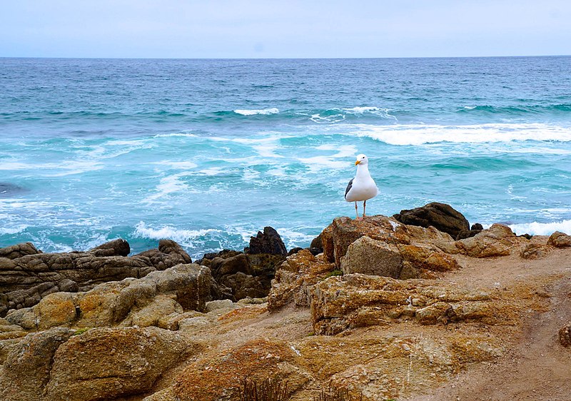 File:Seagull on the shore by the sea.jpg