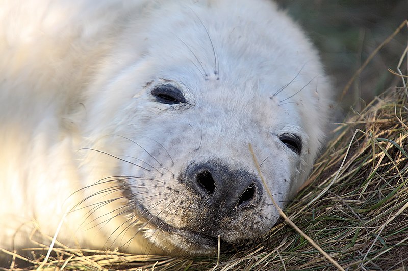 File:Seal - Donna Nook December 2009 (4188111883).jpg