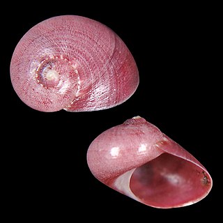 <i>Stomatella capieri</i> species of mollusc