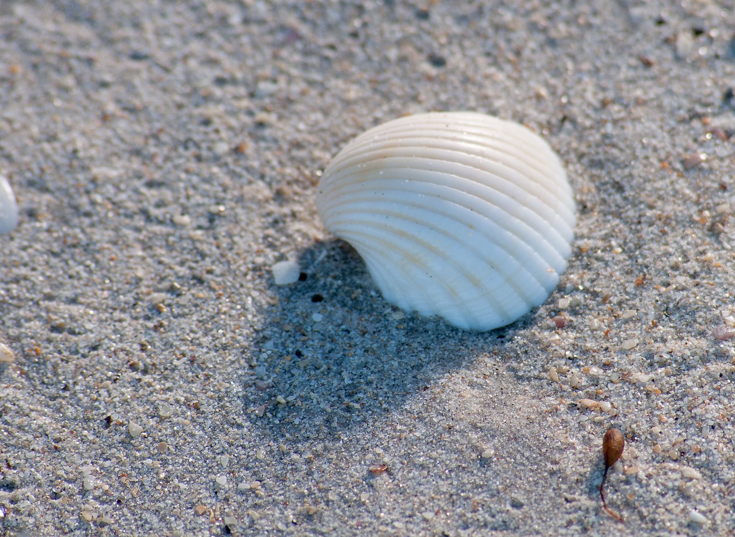 Seashell - Wikipedia