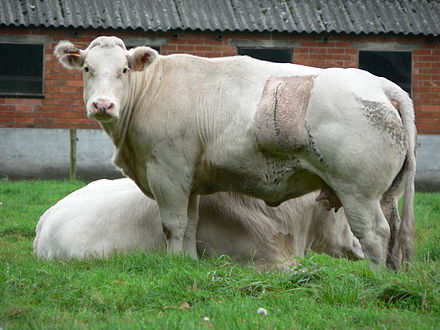 A Belgian Blue cow. The defect in the breed's myostatin gene is maintained through linebreeding and is responsible for its accelerated lean muscle growth.