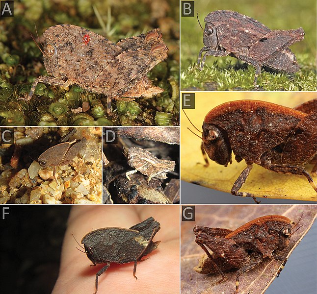 File:Selivinga tribulata (10.3897-zookeys.948.52910) Figure 5.jpg