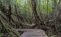 * Nomination Chiloé National Park Trail. --Rjcastillo 00:59, 12 March 2024 (UTC) * Promotion  Support Good quality. --Plozessor 05:30, 12 March 2024 (UTC)