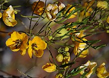 Senna glutinosa subsp. chatelainiana.jpg