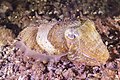 * Nomination Common cuttlefish (Sepia officinalis), Teno-Rasca marine strip, Tenerife, Spain. --Poco a poco 22:11, 21 August 2022 (UTC) * Promotion  Support Good quality. --Tagooty 03:51, 22 August 2022 (UTC)