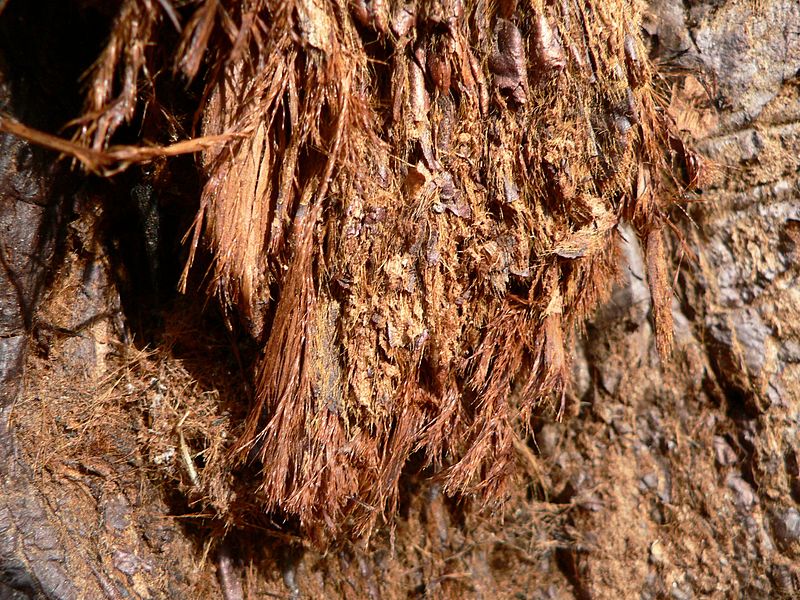 File:Sequoiadendron giganteum 08171.JPG