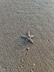 File:Seria Beach 01.jpg (Category:Asteroidea)