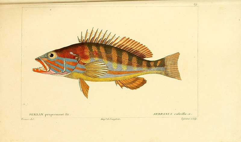 File:Serranus cabrilla Levrault.jpg