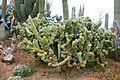 Ses Salines - Botanicactus - Myrtillocactus geometrizans 01 ies.jpg