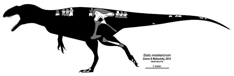 File:Siats meekerorum skeletal diagram.jpg