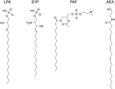 Common lipid signaling molecules:
lysophosphatidic acid (LPA)
sphingosine-1-phosphate (S1P)
platelet activating factor (PAF)
anandamide or arachidonoyl ethanolamine (AEA) Signaling lipids2.png