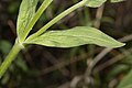Silene latifolia