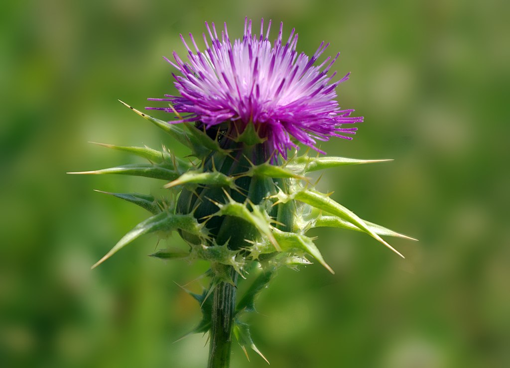 Silybum marianum - Mediterranean milk thistle