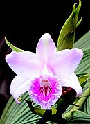 Sobralia pulcherrima