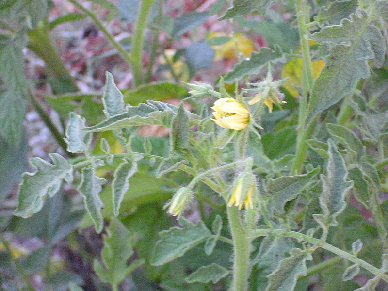 File:Solanum lycopersicum flores 2011-6-26 SierraMadrona.jpg