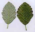 Leaves; under side, left; upper side, right