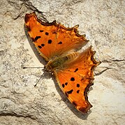 小鉤蛺蝶 Polygonia egea