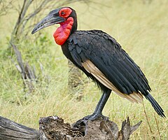 ♂ Bucorvus leadbeateri