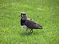 Southern lapwing protecting one of its chicks under its wings.jpg