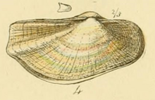 Sowerby1859 pl2 fig4 Lyonsia norwegica.png