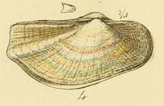 <span class="mw-page-title-main">Lyonsiidae</span> Family of bivalves