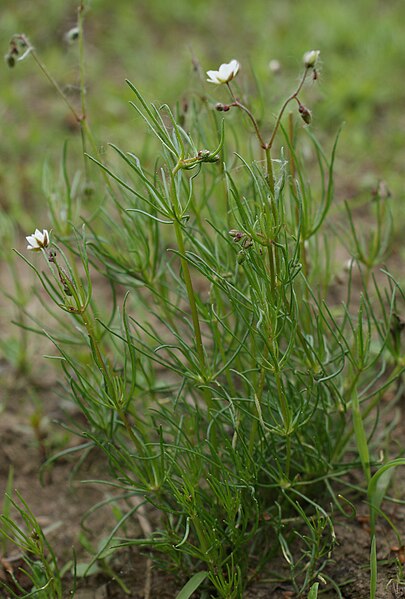 File:Spergula arvensis kz1.jpg