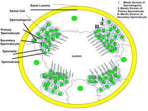 espermatogenesis histologia