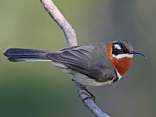 <span class="mw-page-title-main">Western spinebill</span> Species of bird