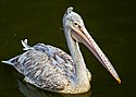 Spot-billed Pelican.jpg