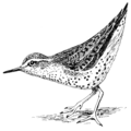 Spotted Sandpiper (PSF).png (bad extraction)