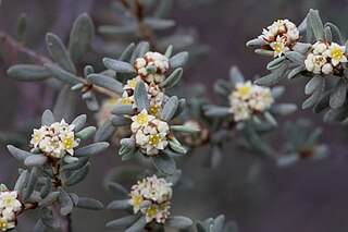 <i>Spyridium subochreatum</i> Species of shrub