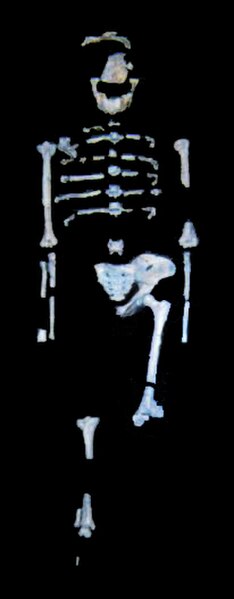 "Lucy", a 3.2-million-year-old Australopithecus afarensis fossil discovered in Hadar, Ethiopia