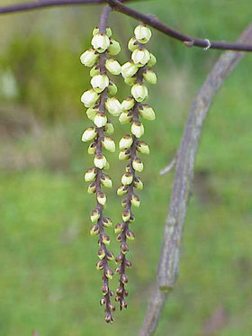 Kinesisk Akshale (Stachyurus chinensis) fra Akshale-familien.