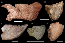 The beak of Pentasaurus compared to those of other stahleckeriids Stahleckeriid mandibles.png