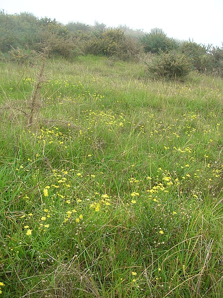 File:Starr-051122-8489-Senecio madagascariensis-habit with gorse-Haleakala Ranch-Maui (24756201151).jpg