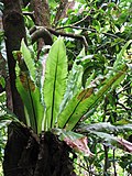 Miniatura para Asplenium nidus