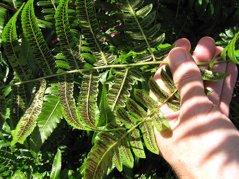 File:Starr-110330-3862-Diplazium esculentum-frond underside with sori-Garden of Eden Keanae-Maui (24962697302).jpg