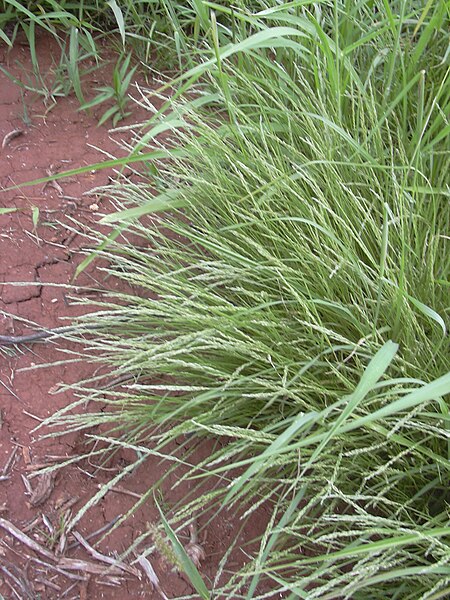 File:Starr 040217-0063 Panicum fauriei var. fauriei.jpg