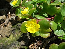 Starr 050406-6131 Portulaca lutea.jpg