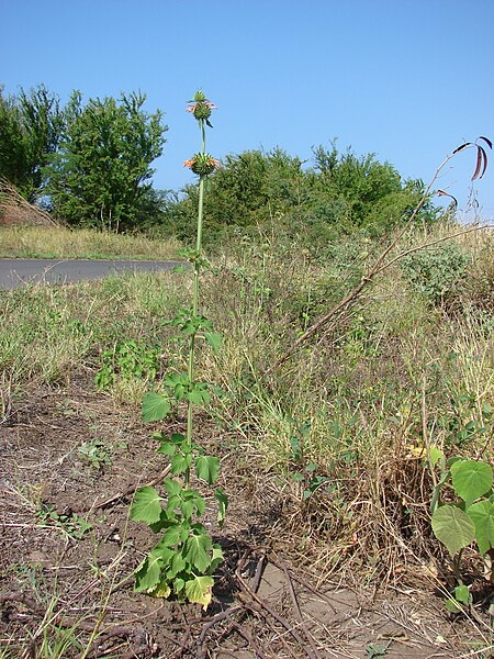 File:Starr 070206-4149 Leonotis nepetifolia.jpg