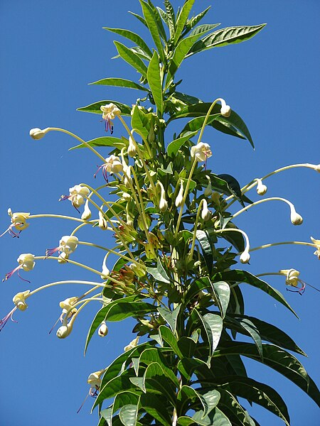 File:Starr 071024-0081 Clerodendrum indicum.jpg