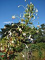 Clerodendrum