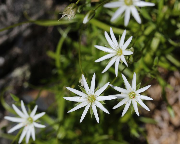 File:Stellaria nipponica (Mount Cho).JPG