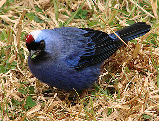 <span class="mw-page-title-main">Diademed tanager</span> Species of bird