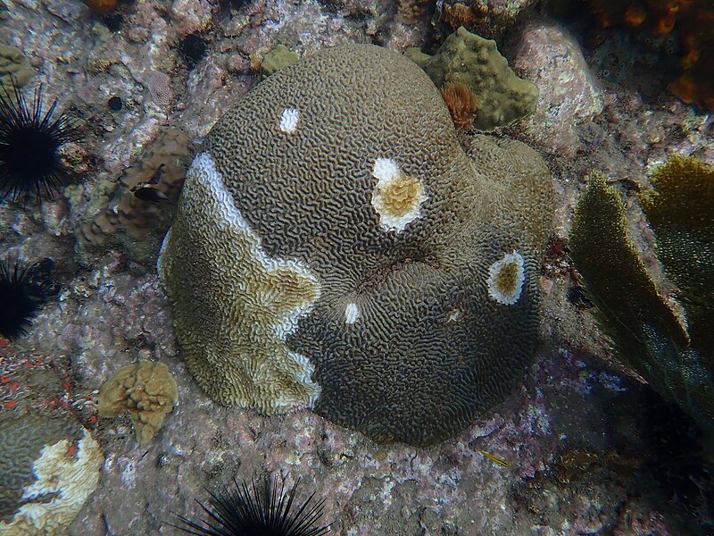 File:Stony coral tissue loss disease 01.jpg